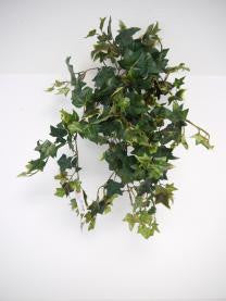 Jamaica Hanging Ivy