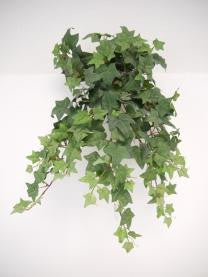 Hanging Ivy