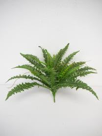 Boston Fern