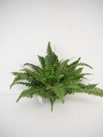 Large Boston Fern