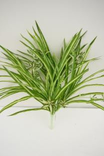 Spider Plant Bush