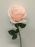 Light Pink Open Rose