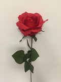 Red Open Rose