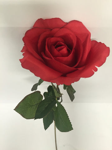 Red Open Rose