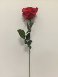 Red Open Rose