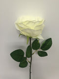 White Open Rose
