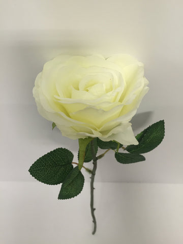 White Open Rose