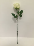White Open Rose