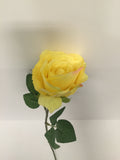 Yellow Open Rose